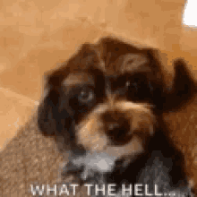 What The Hell Is That Im Out GIF - What The Hell Is That Im Out So Confused Dog GIFs