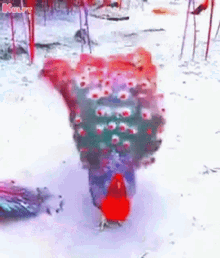 Beautiful Peacock Animation GIF