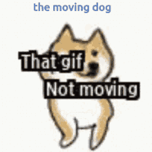 The Moving Dog GIF - The Moving Dog GIFs