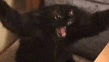 a black cat is sitting on a bed with its arms outstretched and its mouth open .