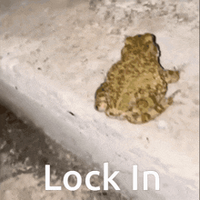 Lock In Frog GIF - Lock In Frog GIFs