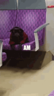 a monkey is sitting on a purple couch with the word am written above it