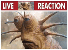 Reaction GIF