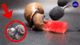 a snail eating a slice of watermelon with an arrow pointing to it