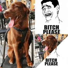 Bitch Please Dog Meme GIF