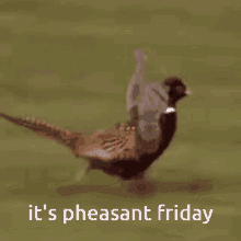 Friday Pheasant GIF