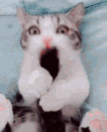 Cat Love GIF - Cat Love Jelly GIFs