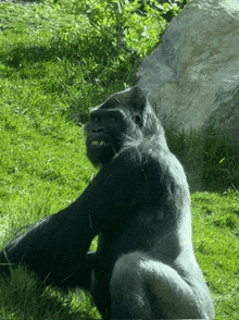 Gorilla Sure GIF