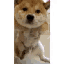 Dogs Pup GIF - Dogs Pup Justkeepswiming GIFs