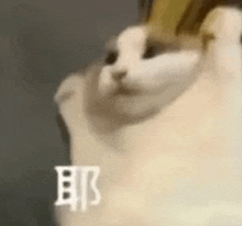 a close up of a cat 's face with chinese characters .