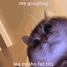 Lee Minho Minho GIF - Lee Minho Minho Cat GIFs