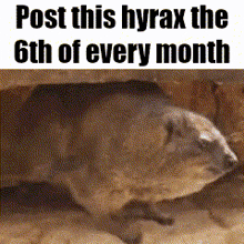 a picture of a hyrax that says post this hyrax the 6th of every month .