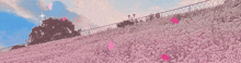 a field of pink flowers with a fence behind it