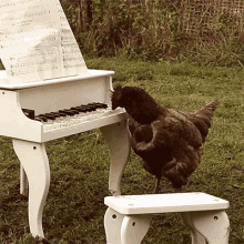 Funny Animals Chicken GIF