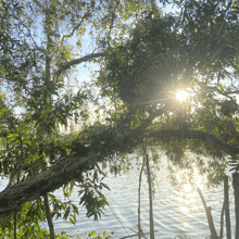 the sun is shining through the branches of a tree over a body of water