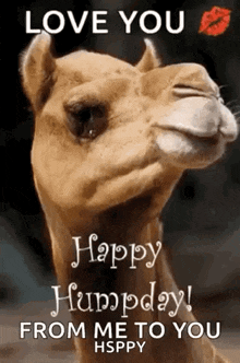 Humpday Happy GIF