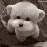 a small white dog is sitting on a couch looking at the camera .