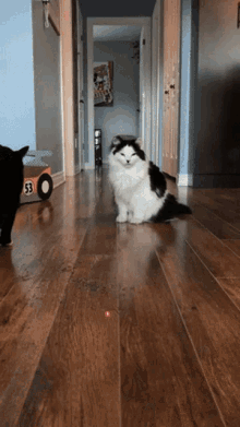 Cats The Oreo Cat GIF - Cats The Oreo Cat Funny Cats GIFs