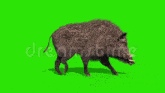 Pig Boart GIF - Pig Boart Walking GIFs