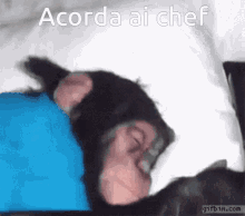 monkey simio macaco ape acorda ai chef