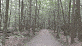 Woods Walking GIF - Woods Walking Trail GIFs