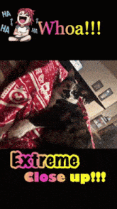 a picture of a cat laying on a bed with the words extreme close up on the bottom