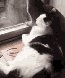 Cat Playful GIF - Cat Playful Cant Breathe GIFs