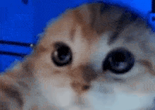 Miyav Cat GIF - Miyav Cat Meow GIFs