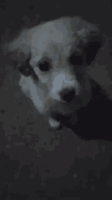 a small white dog is looking at the camera with a dark background .