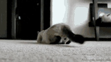 Cat Twerking GIF