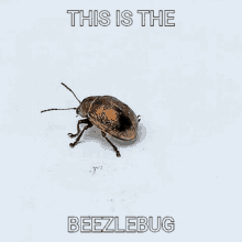 Beezlebug GIF - Beezlebug GIFs