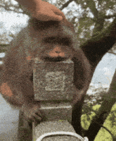 a person petting a monkey 's head on a stone post