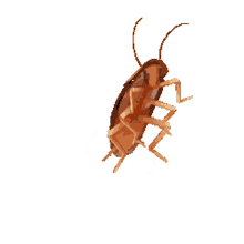 spinning cockroach