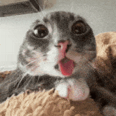 a cat with its tongue hanging out looks surprised