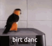 Birt Dance Cute GIF - Birt Dance Cute Dance GIFs