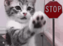 Kitty Stop GIF