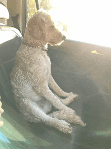 Goldendoodle GIF