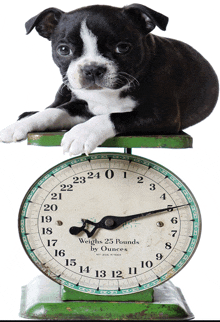 a black and white puppy is laying on a green scale that says weight 25 pounds by ounces