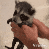 Bath Time Baby Raccoon GIF - Bath Time Baby Raccoon Viralhog GIFs