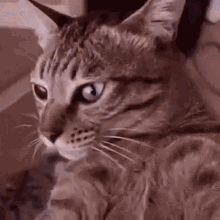 Interstellar Cat Kitty GIF - Interstellar Cat Kitty Spinning GIFs