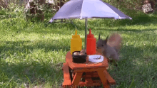 Squirrel Lunch Cute Animal GIF - Squirrel Lunch Cute Animal Little Picnic GIFs