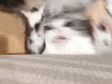 a group of cats are sitting next to each other on a bed . one of the cats is making a face .