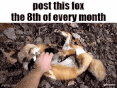 a person is petting a fox that is laying on its back on the ground .