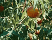 Peach Call Me By Your Name GIF - Peach Call Me By Your Name Timothee Chalamet GIFs