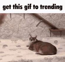 get this gif to trending floppa floppa flop get this gif to trending floppa tube