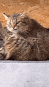 Cat Animal GIF - Cat Animal Cat Annoyed GIFs