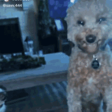Magichapter Dogs GIF - Magichapter Dogs GIFs