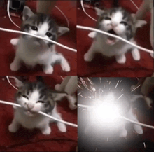 a kitten is playing with a wire and there is a spark coming out of it 's mouth