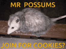Mr Possum Possums GIF - Mr Possum Possums Mister GIFs