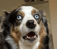 Scared Dog GIF